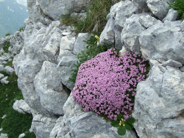 Silene acaulis